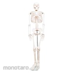 Guan Long Model Peraga Kerangka Manusia