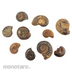 NARIKA Fossil Specimen For Training