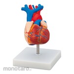NAVIS Cardiac Model
