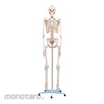 NAVIS Whole-Body Skeletal Model