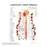 PUDAK SCIENTIFIC Alat Peragaan Carta/Poster Besar