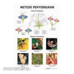 PUDAK SCIENTIFIC Carta/Poster Besar