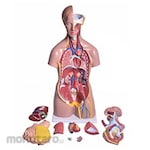 PUDAK SCIENTIFIC Model Torso Kelamin Ganda