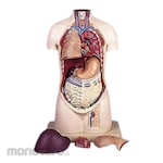 PUDAK SCIENTIFIC Model Torso Wanita