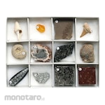 TOKYO SCIENCE Fossil Sample