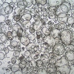 Sigma-Aldrich 3dGRO Colon Intestinal Organoids, Age 21 (Prep 87-C)