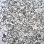 Sigma-Aldrich 3dGRO Colon Intestinal Organoids, Age 29 (Prep 80-C)