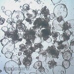 Sigma-Aldrich 3dGRO Colon Intestinal Organoids, Age 45 (Prep 83-C)