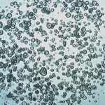 Sigma-Aldrich 3dGRO Colon Intestinal Organoids, Age 46 (14-881-CR)