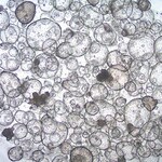 Sigma-Aldrich 3dGRO Colon Intestinal Organoids, Age 49 (Prep 81-C)