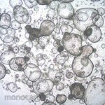 Sigma-Aldrich 3dGRO Colon Intestinal Organoids, Age 52 (Prep 78-C)
