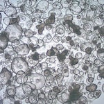 Sigma-Aldrich 3dGRO Colon Intestinal Organoids, Age 56 (Prep 84-C)