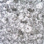 Sigma-Aldrich 3dGRO Colon Intestinal Organoids, Age 62 (Prep 85-C)