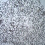 Sigma-Aldrich 3dGRO Duodenum Intestinal Organoids, Age 21 (Prep 87-D)