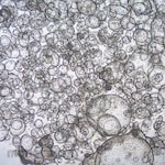 Sigma-Aldrich 3dGRO Duodenum Intestinal Organoids, Age 33 (Prep 88-D)