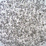 Sigma-Aldrich 3dGRO Duodenum Intestinal Organoids, Age 62 (Prep 85-D)