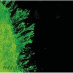 Merck Millipore Collagen 3D Cell Culture System