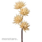 TOKYODO Baby Mancha (dried flower)