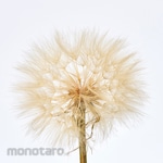 TOKYODO Large dandelion (dried flower)