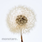 TOKYODO Small dandelions (dried flowers)