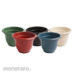 Indokurnia Pot 6 Rose