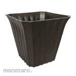 Lucky Star Pot Bunga Segi Violeta